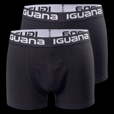Iguana Boxer Melvo
