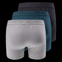 Iguana Boxer presto